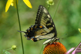 Eastern Tiger Swallowtail (Papilio glaucus ) female 