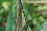 spreadwing female  