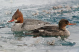Common and Red-breasted Merganser females
