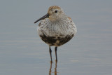 Dunlin (Calidris alpina ) breeding