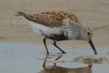 Dunlin  (Calidris alpina ) breeding