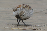 Dunlin (Calidris alpina ) breeding
