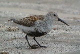Dunlin (Calidris alpina ) breeding