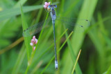 Lyre-tipped Spreadwing (Lestes unguiculatus )  male