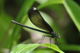 Ebony Jewelwing (Calopteryx maculata) female