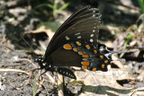 Spicebush Swallowtail (Papilio troilus )