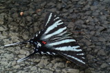Zebra Swallowtail (Eurytides marcellus ) summer form