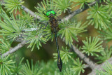 Racket-tailed Emerald (Dorocordulia libera ) male