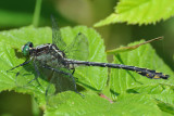 Black-shouldered Spineyleg (Dromogomphus spinosus) male
