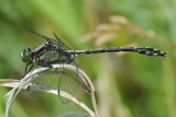 Black-shouldered Spineyleg(Dromogomphus spinosus) male