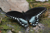 Spicebush Swallowtail (Papilio troilus )