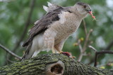Coopers Hawk ( Accipiter cooperii ) female