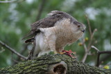 Coopers Hawk ( Accipiter cooperii ) female