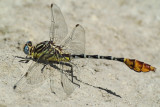 Flag-tailed Spinyleg (Dromogomphus spoliatus ) male