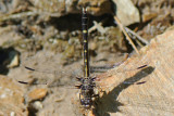 Common Sandragon (Progomphus obscurus) 