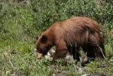 Cinnamon Black Bear