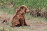 Grizzly Yearling 