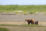 Grizzly with springcubs 
