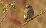 Woodchat Shrike (Rdhuvad trnskata)