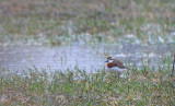 Caspian Plover (Kaspisk pipare)