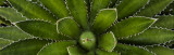 Dont Touch -  Agave Spines 7187.jpg
