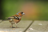 Vink