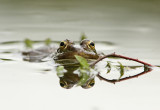 Groene Kikker spec.