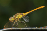 Steenrode Heidelibel