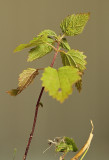 Kleine Vos - Eitjes