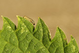 Rups, dag 4