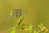 Zwarte Heidelibel
