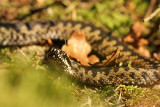Adder