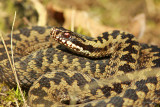 Adder