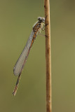 Speerwaterjuffer
