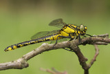 Beekrombout