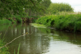 Beekrombout