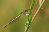 Blauwe Breedscheenjuffer