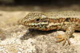Muurhagedis