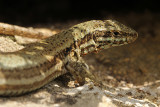 Muurhagedis