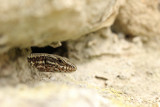 Muurhagedis