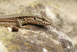Muurhagedis