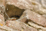 Muurhagedis
