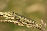 Blauwe Breedscheenjuffer