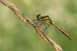 Zwarte Heidelibel