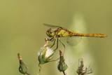 Steenrode Heidelibel
