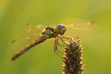 Steenrode Heidelibel