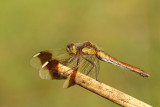 Bandheidelibel