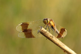 Bandheidelibel