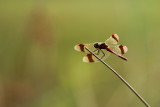 Bandheidelibel