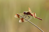 Bandheidelibel